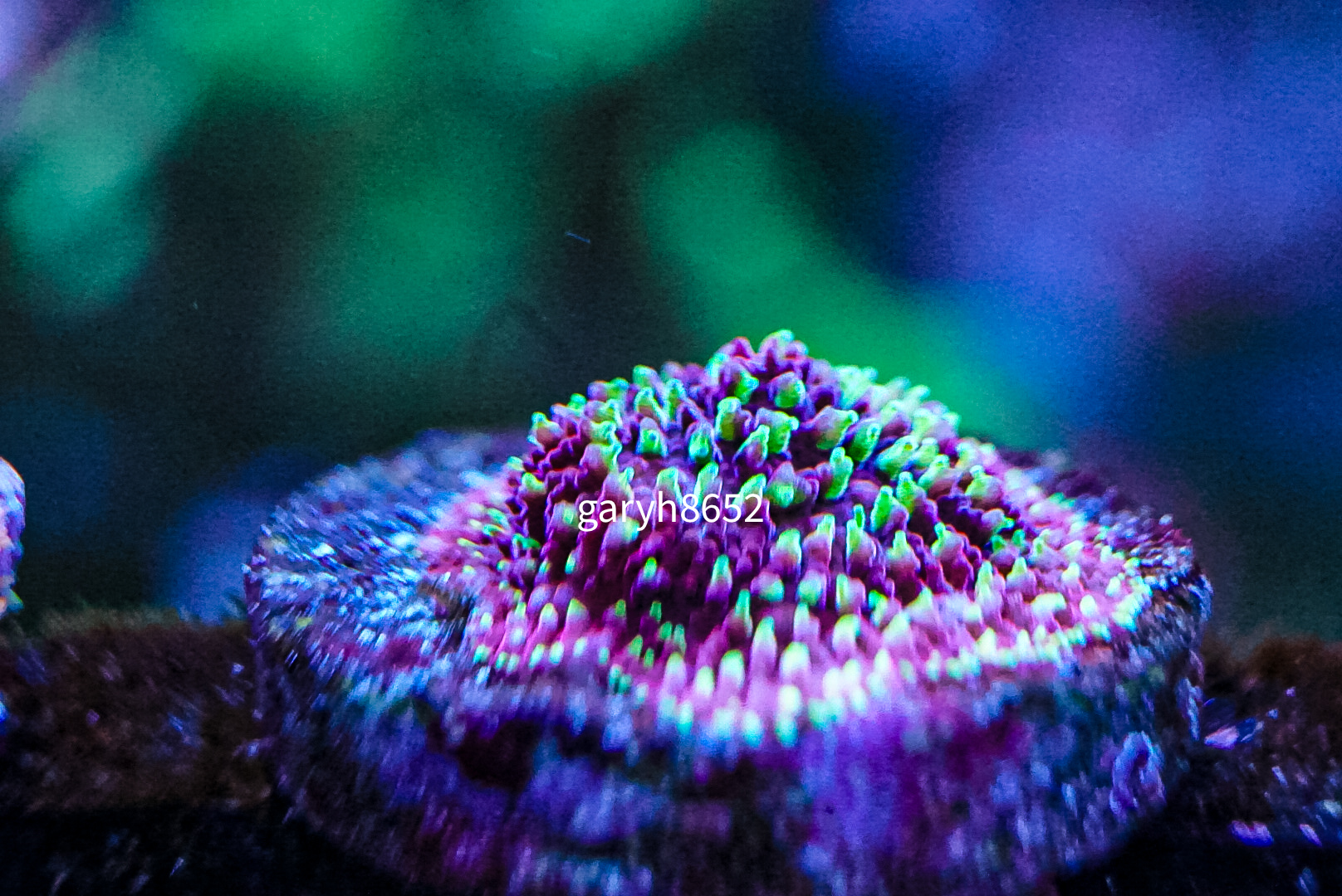 Freak hair rare coral marine frag Sps