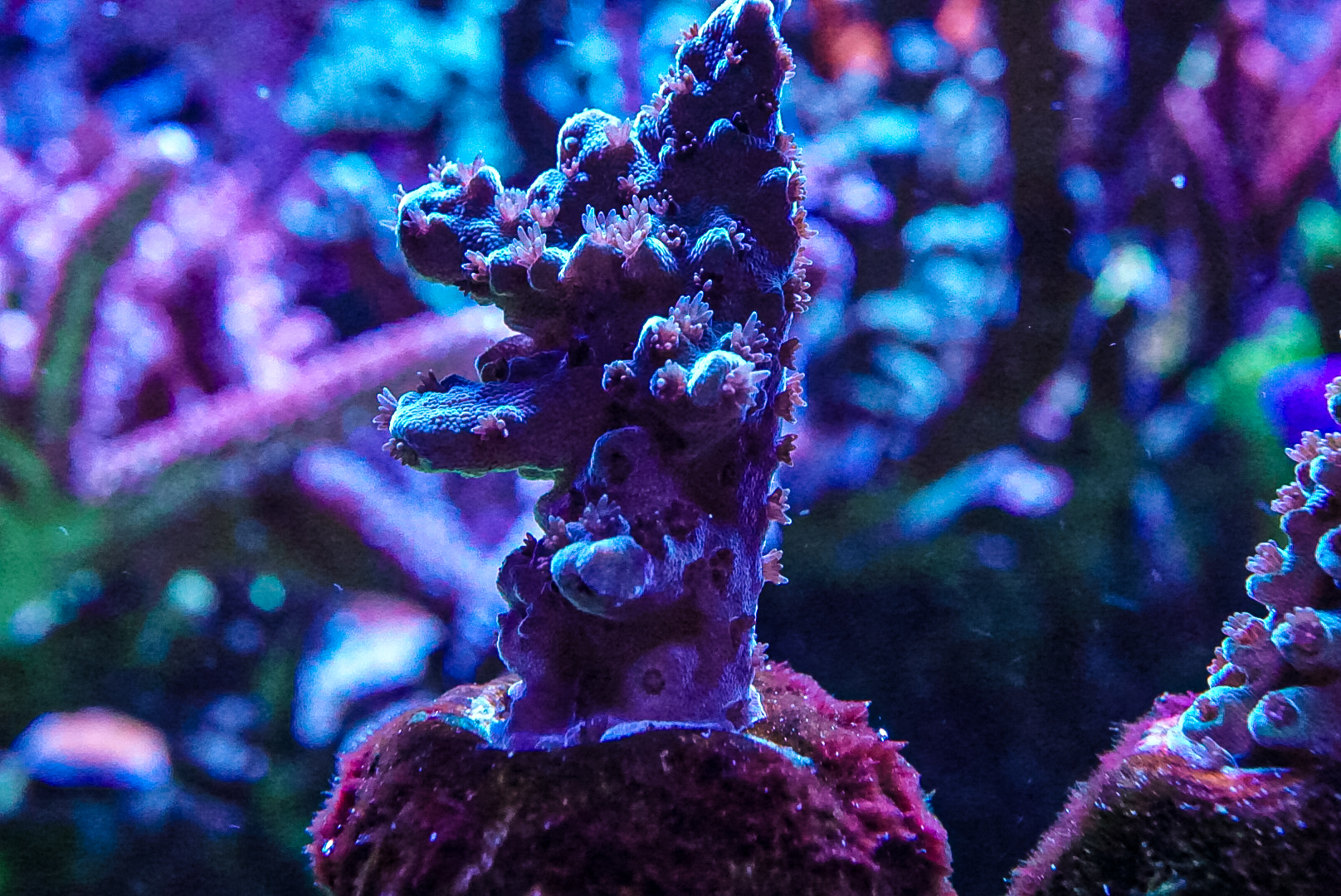 Lime in the sky SPS coral marine frag Sps