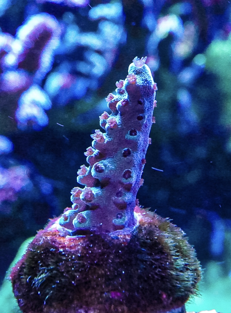 Lime in the sky SPS coral marine frag Sps
