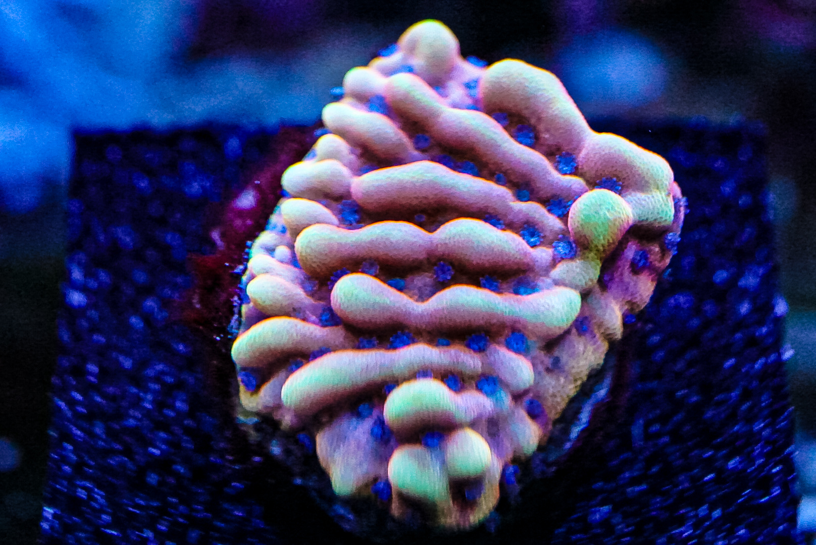 Crazy T Montipora palawanensis sps marine frag coral
