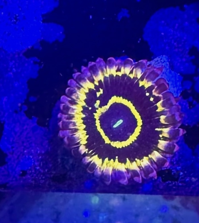 Stratosphere Zoa Zoanthid 1 Polyp Frag