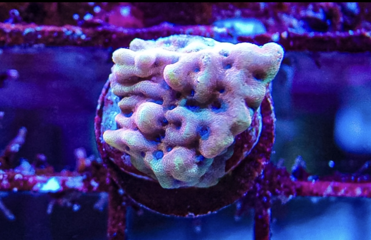 Crazy T Montipora palawanensis sps marine frag coral