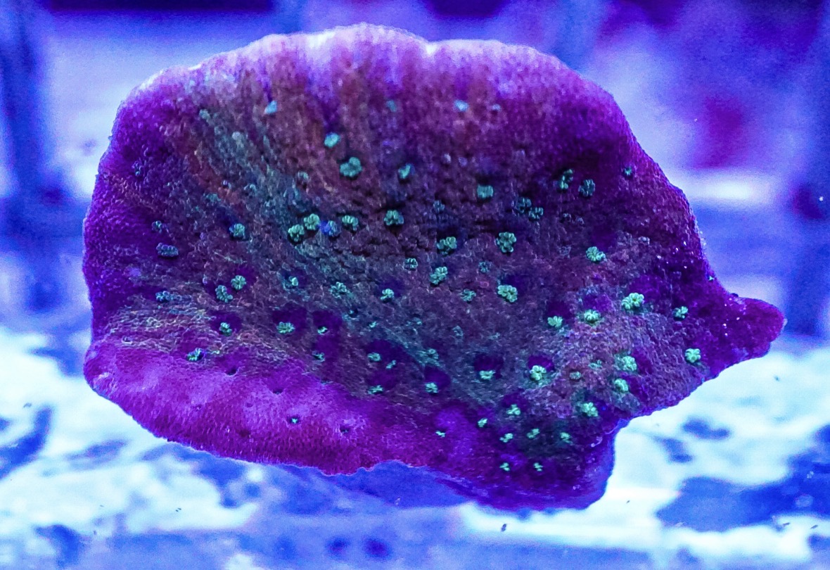Tropic Thunder Monti coral marine frag