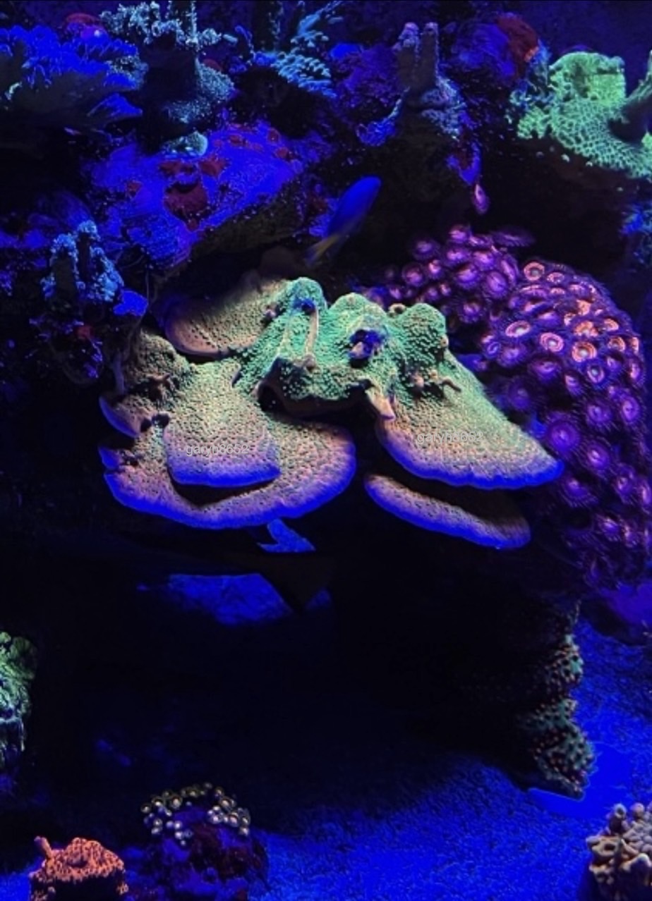 Tropic Thunder Monti coral marine frag