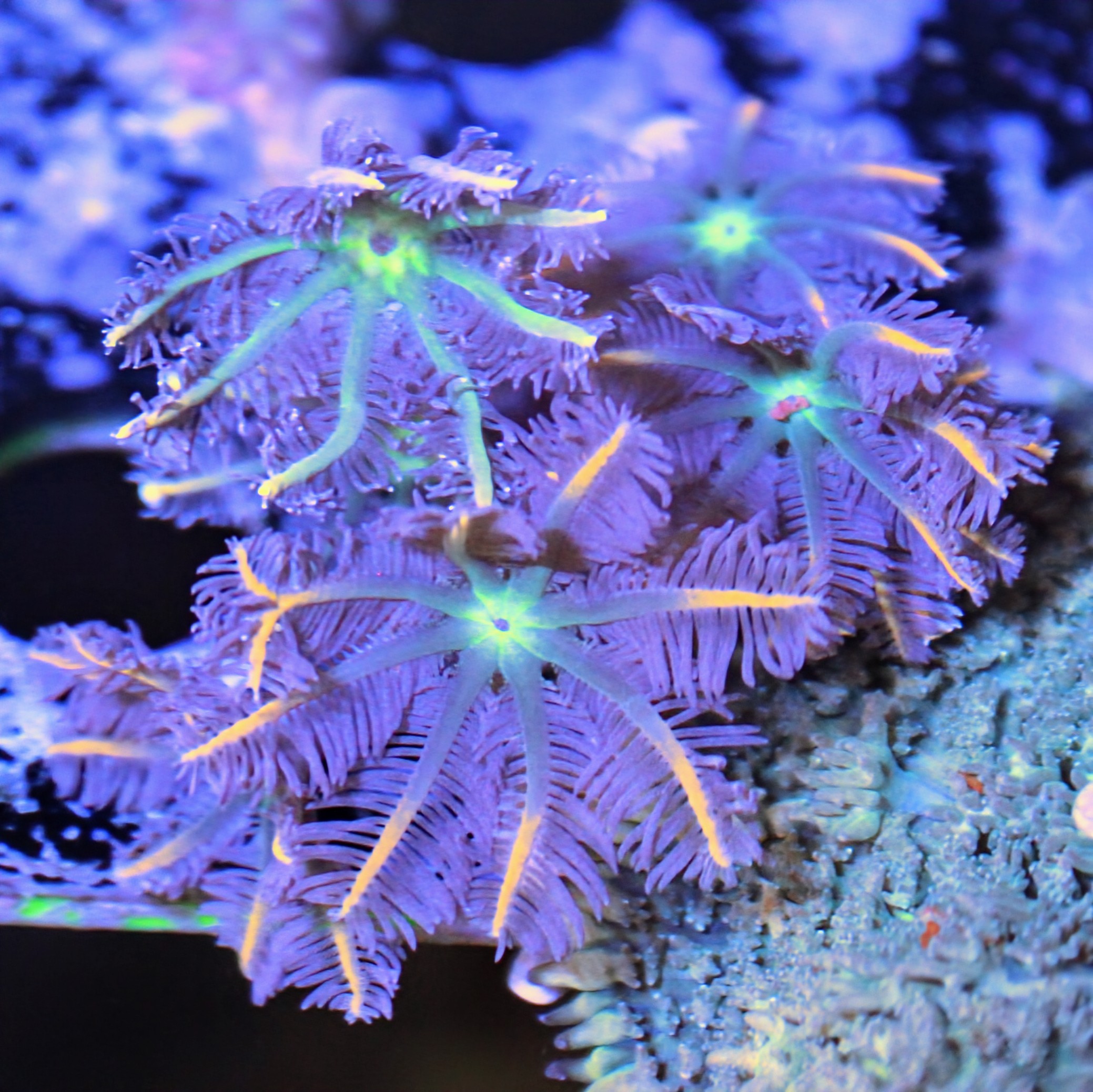 Firework clove polyps (6 heads minimum)