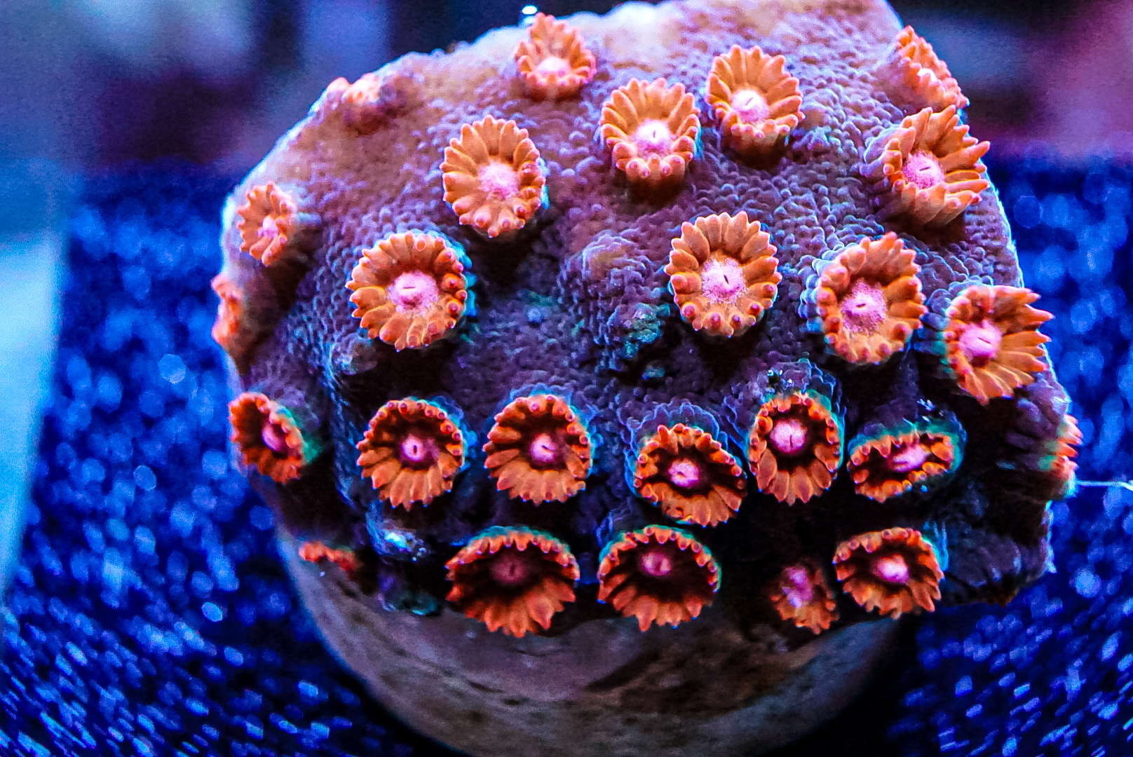 Jingle Bells cyphastrea marine coral frag