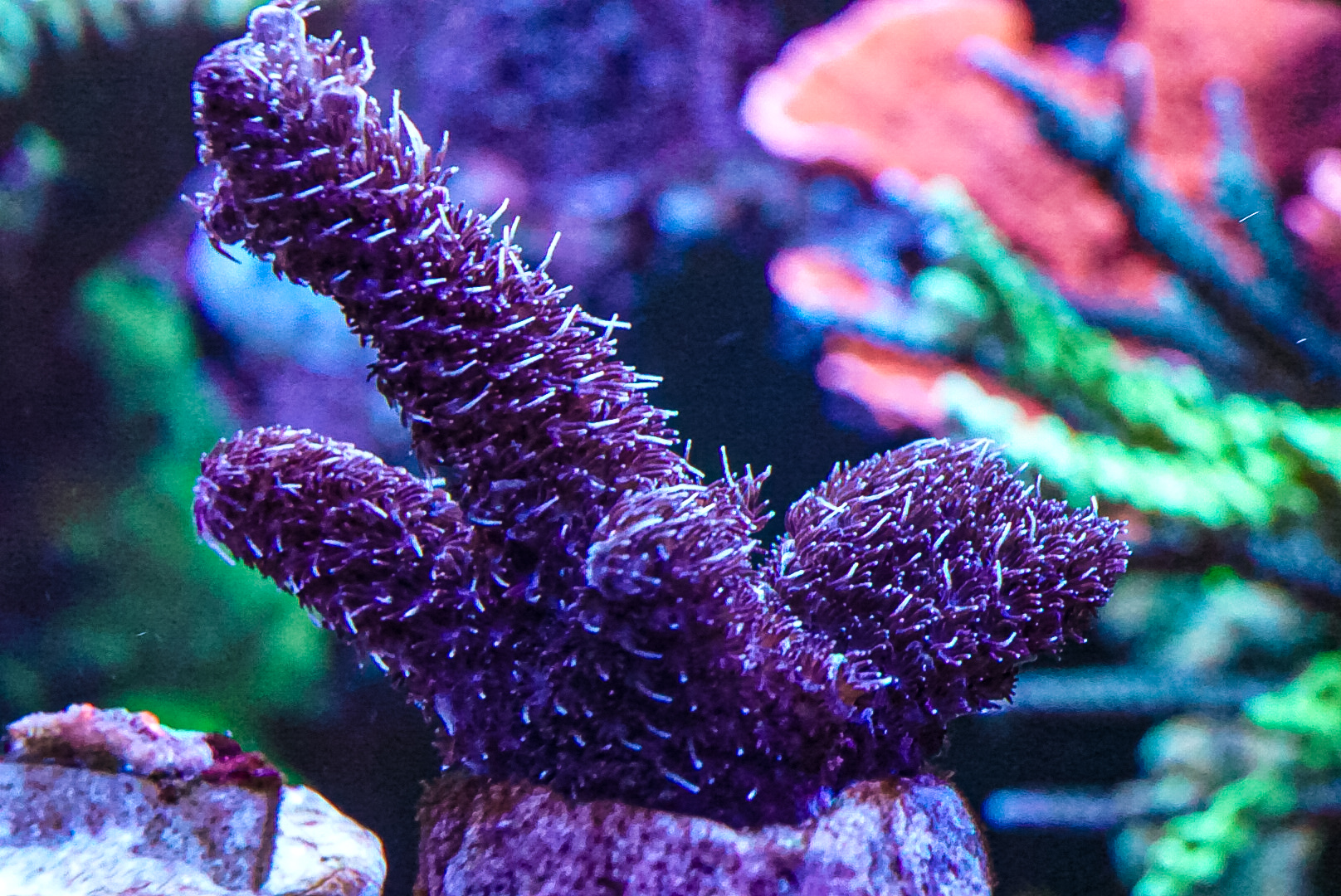 Pink Milli acro marine coral frag