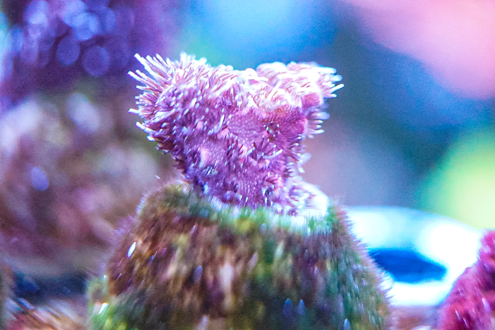 Pink Milli sps coral marine frag