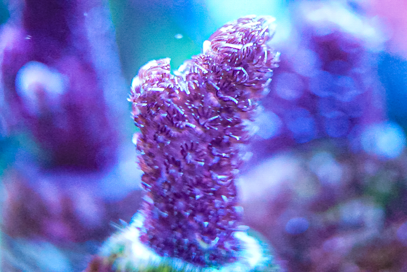 Pink Milli sps coral marine frag