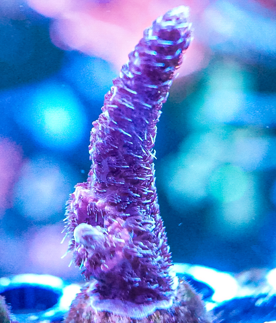 Pink Milli sps coral marine frag