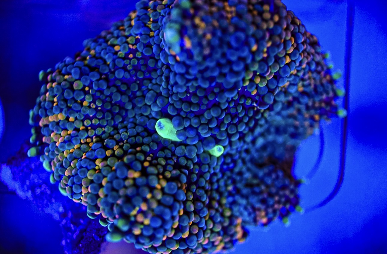 Florida Ricordea Mushroom