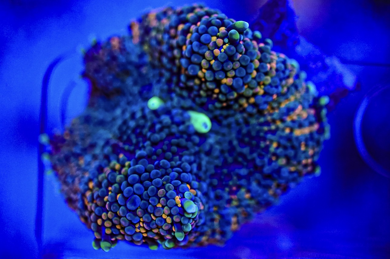 Florida Ricordea Mushroom