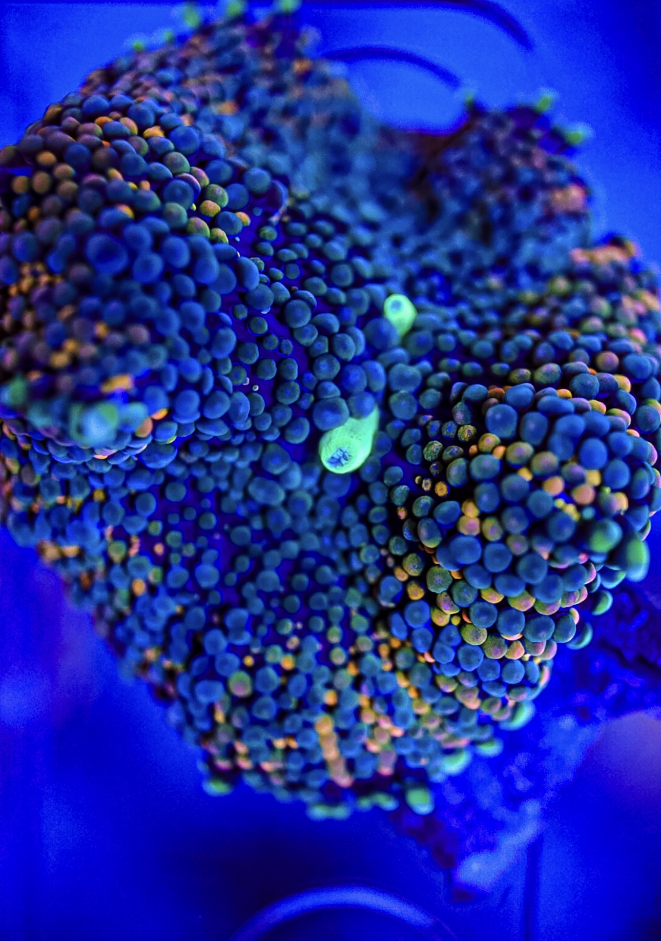 Florida Ricordea Mushroom