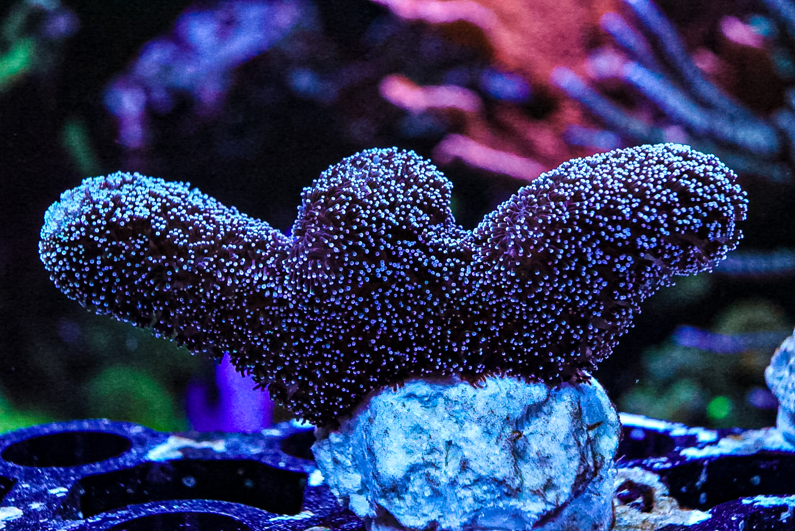 Purple Tinsel Pocillopora
