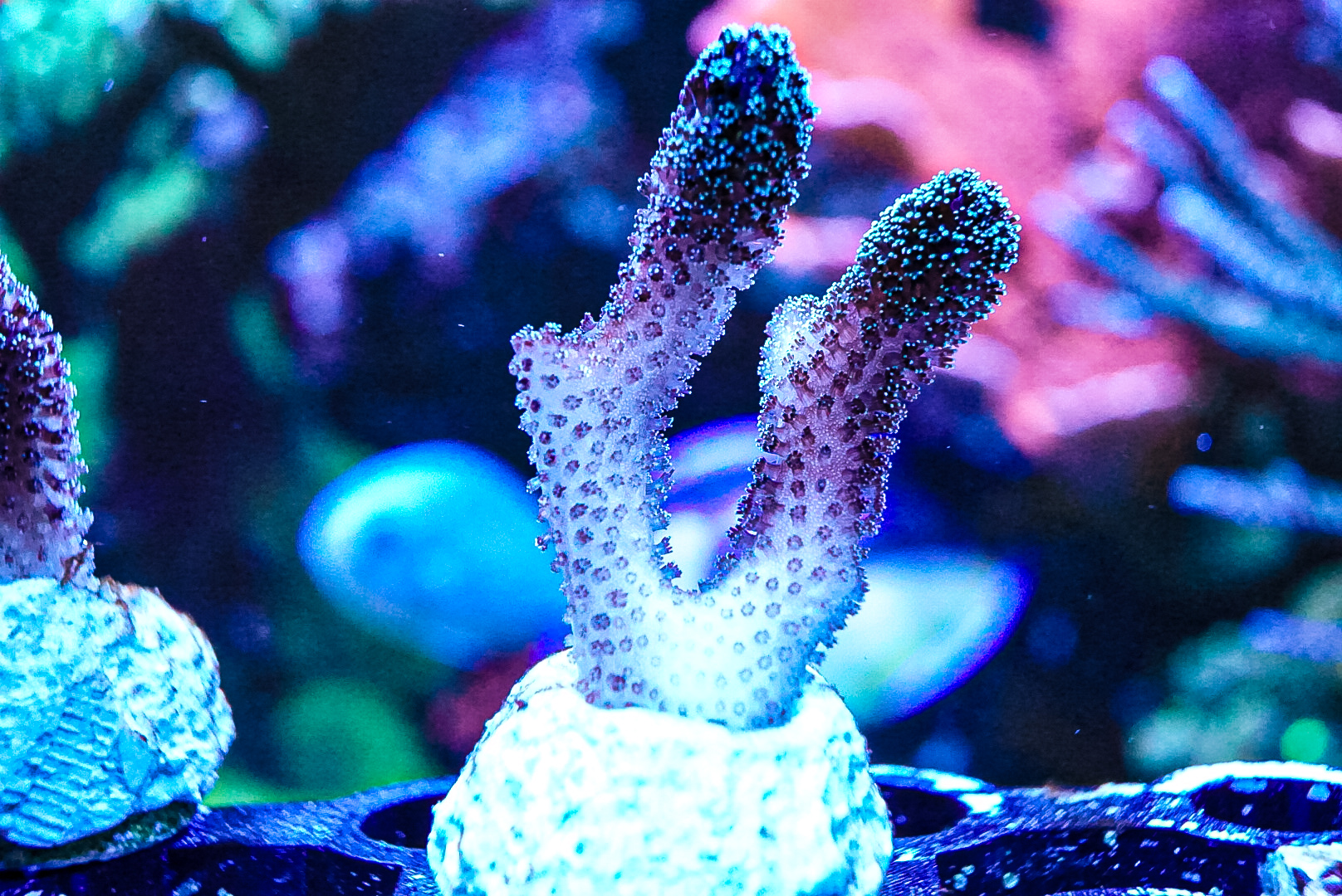 Purple Tinsel Pocillopora