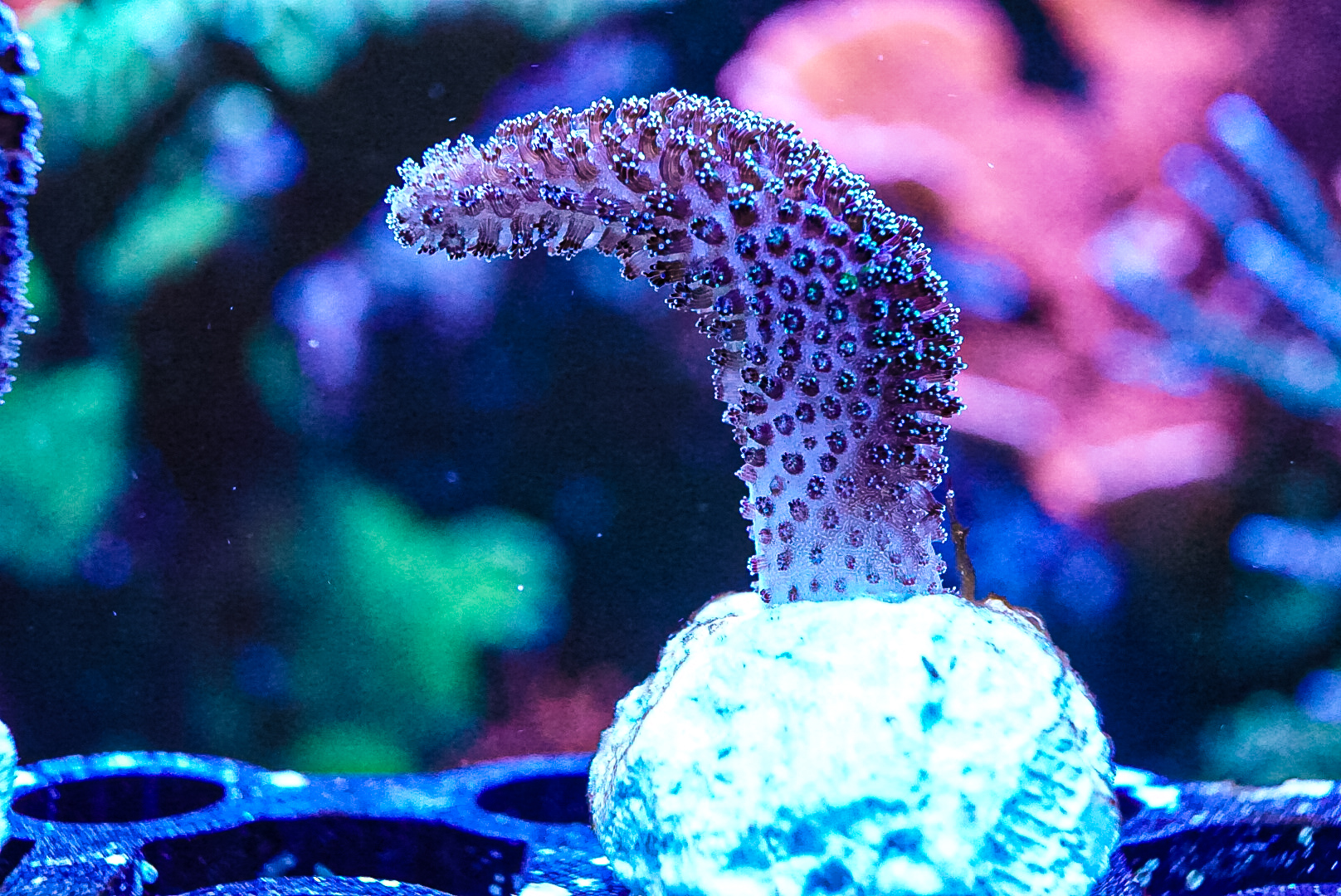 Purple Tinsel Pocillopora