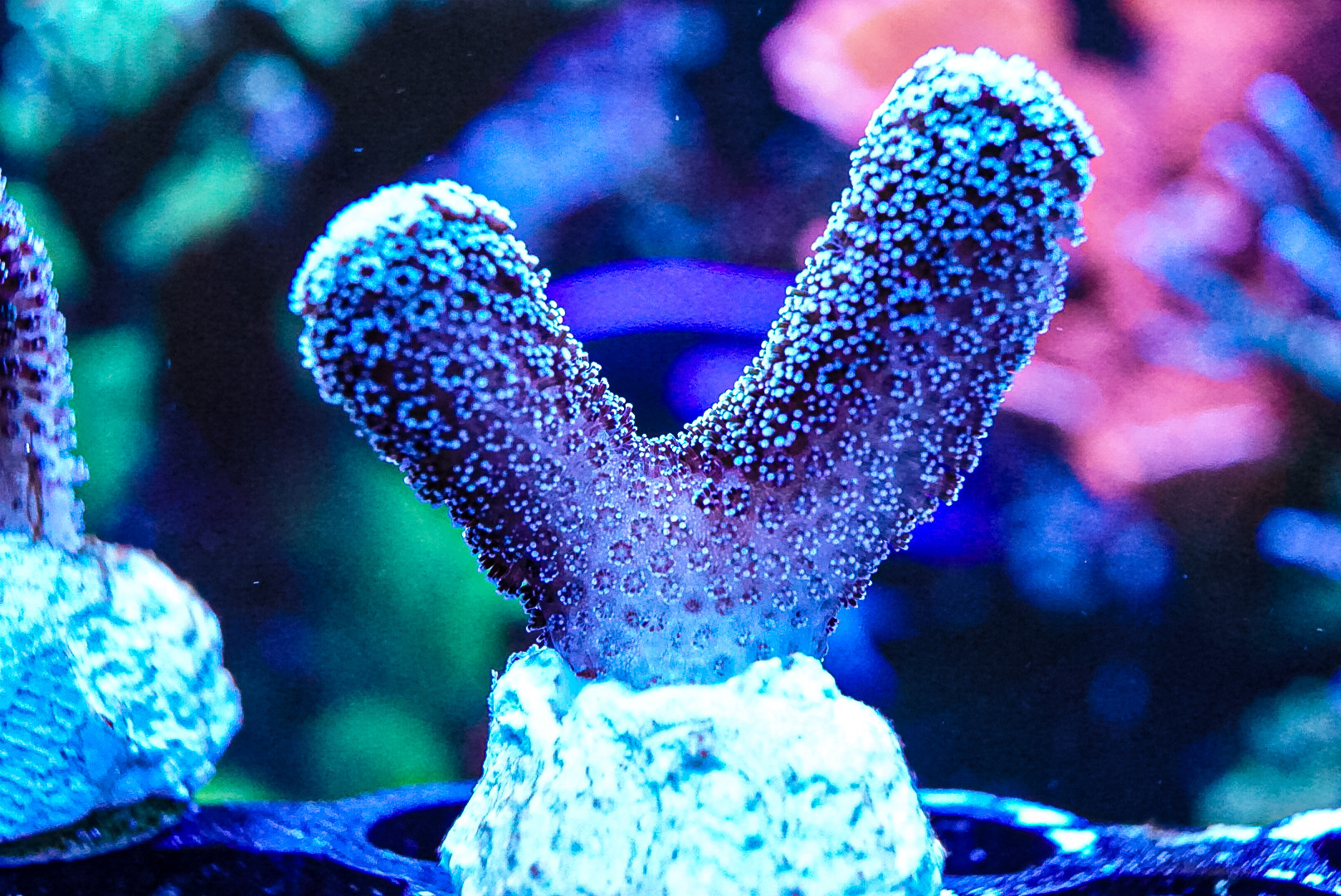 Purple Tinsel Pocillopora