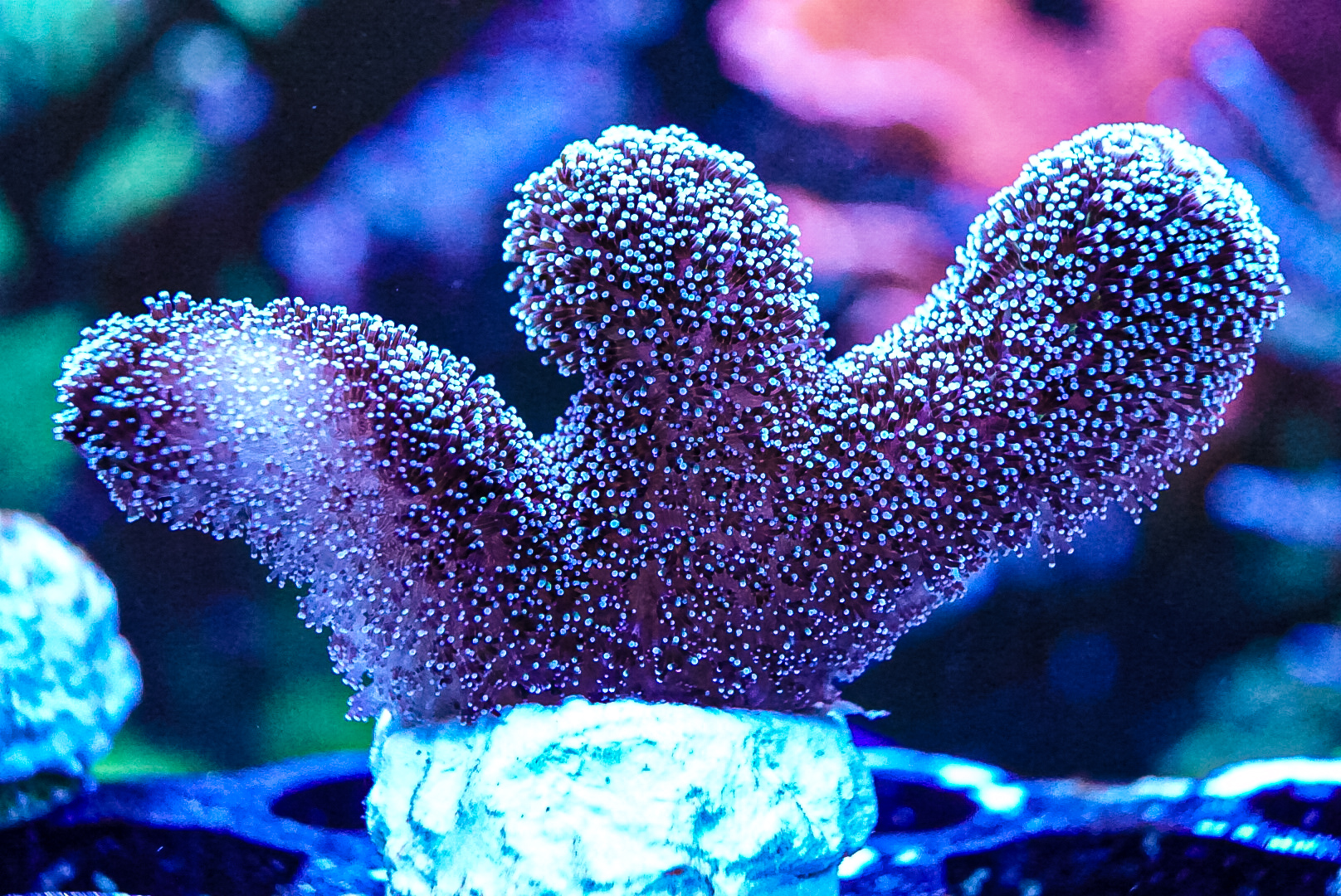 Purple Tinsel Pocillopora
