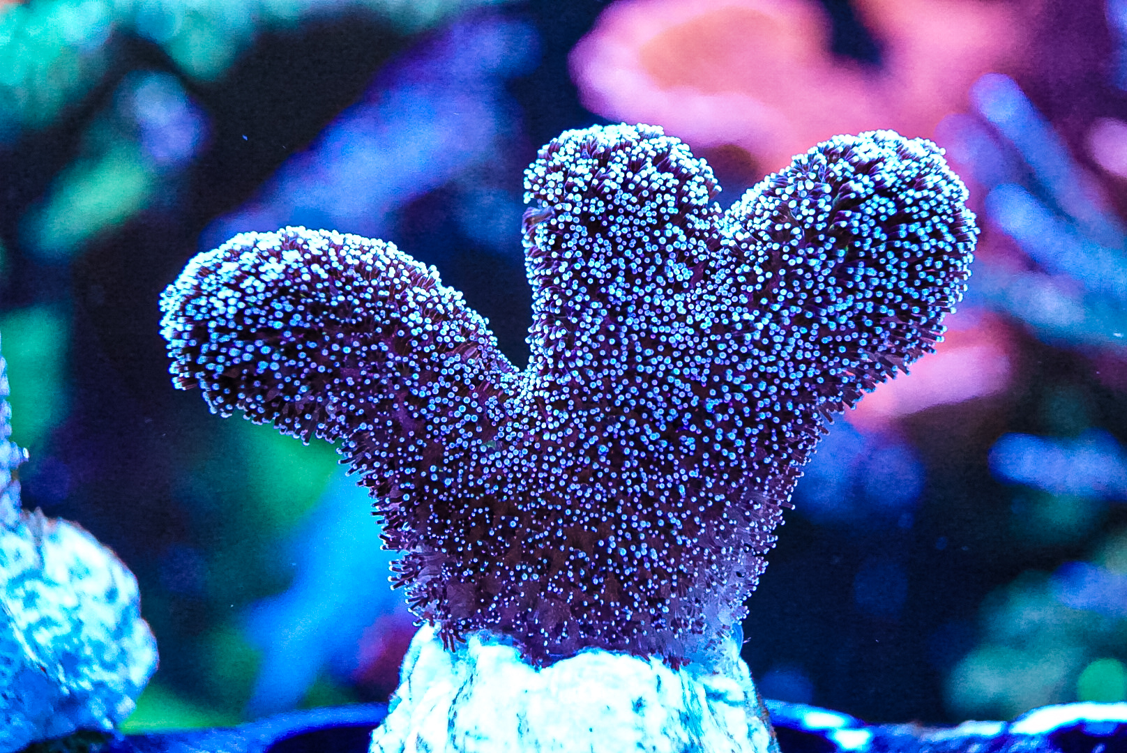 Purple Tinsel Pocillopora