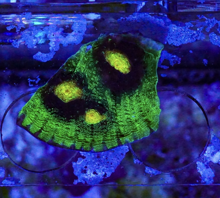 Raja Rampage Chalice