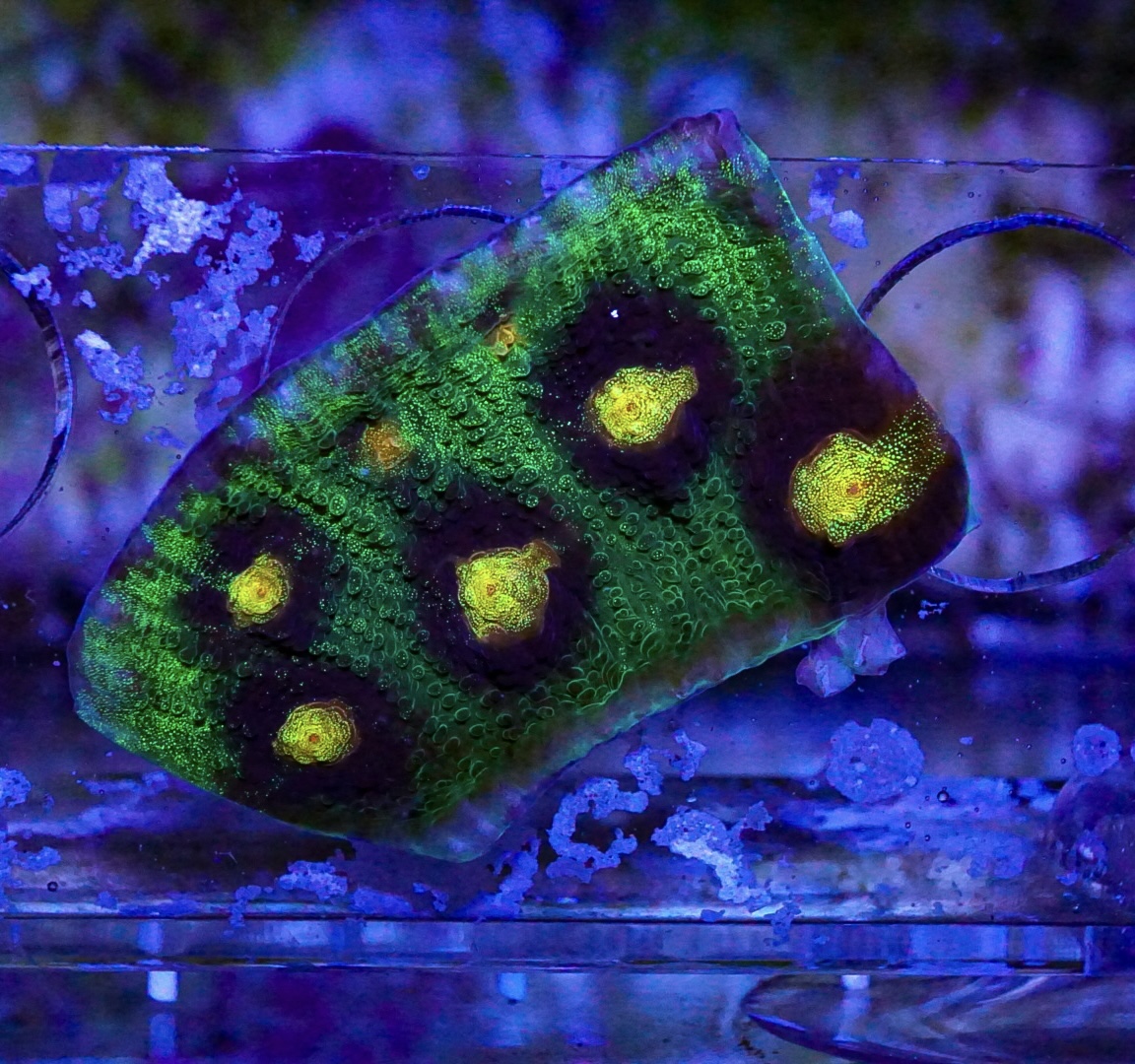 Raja Rampage Chalice