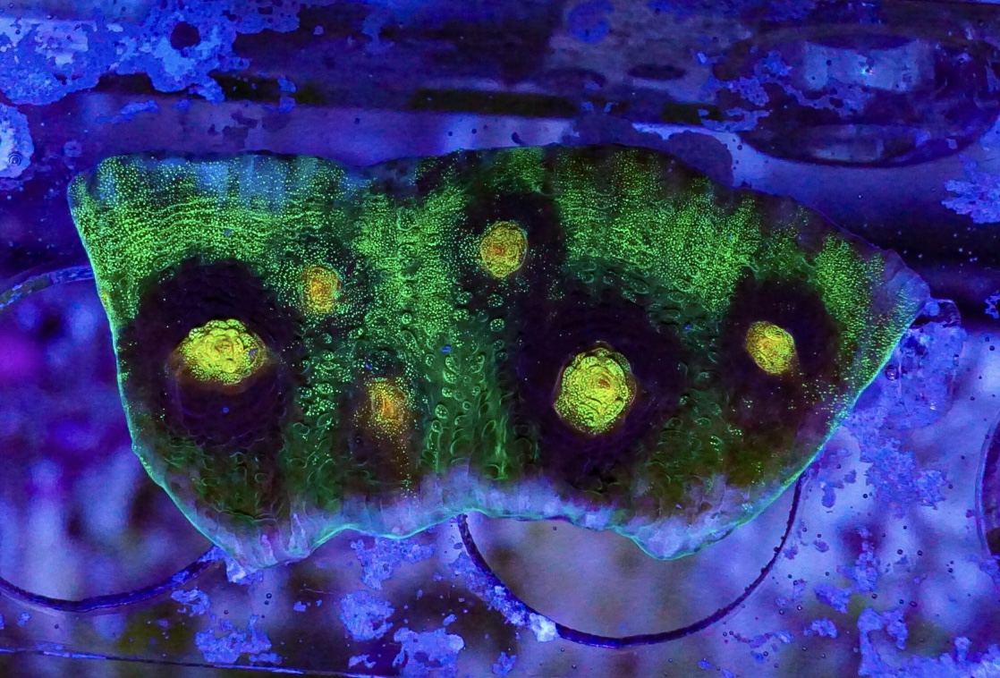 Raja Rampage Chalice