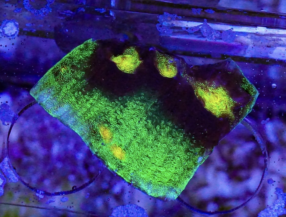 Raja Rampage Chalice