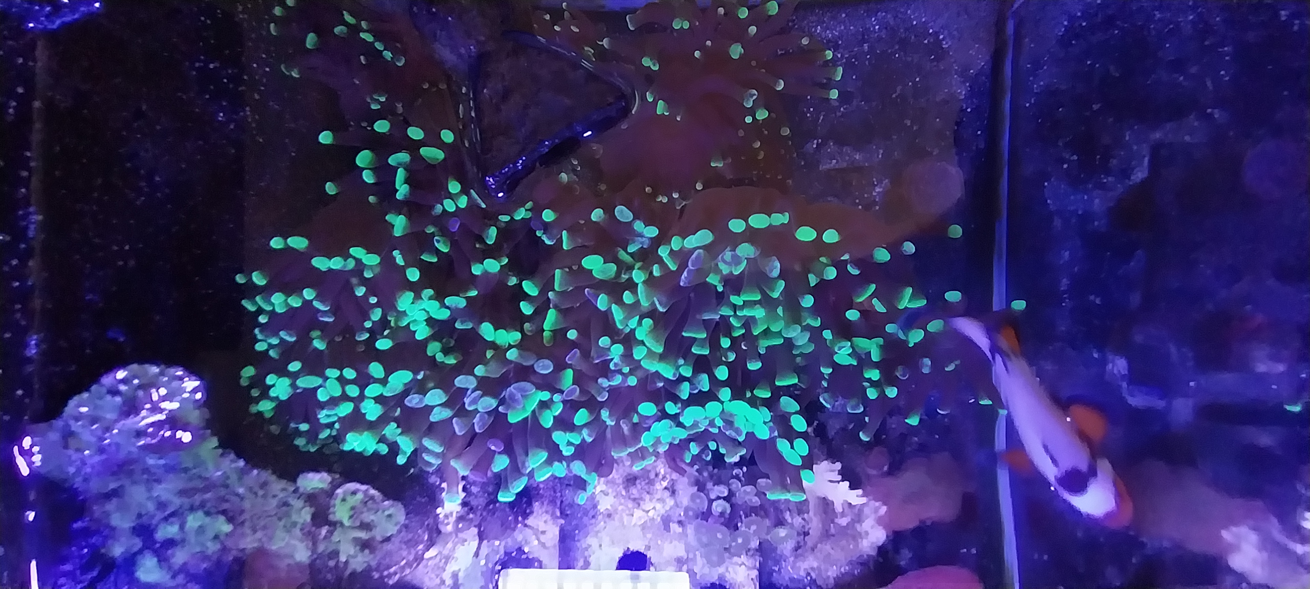 Toxic Green Hammer Euphyllia