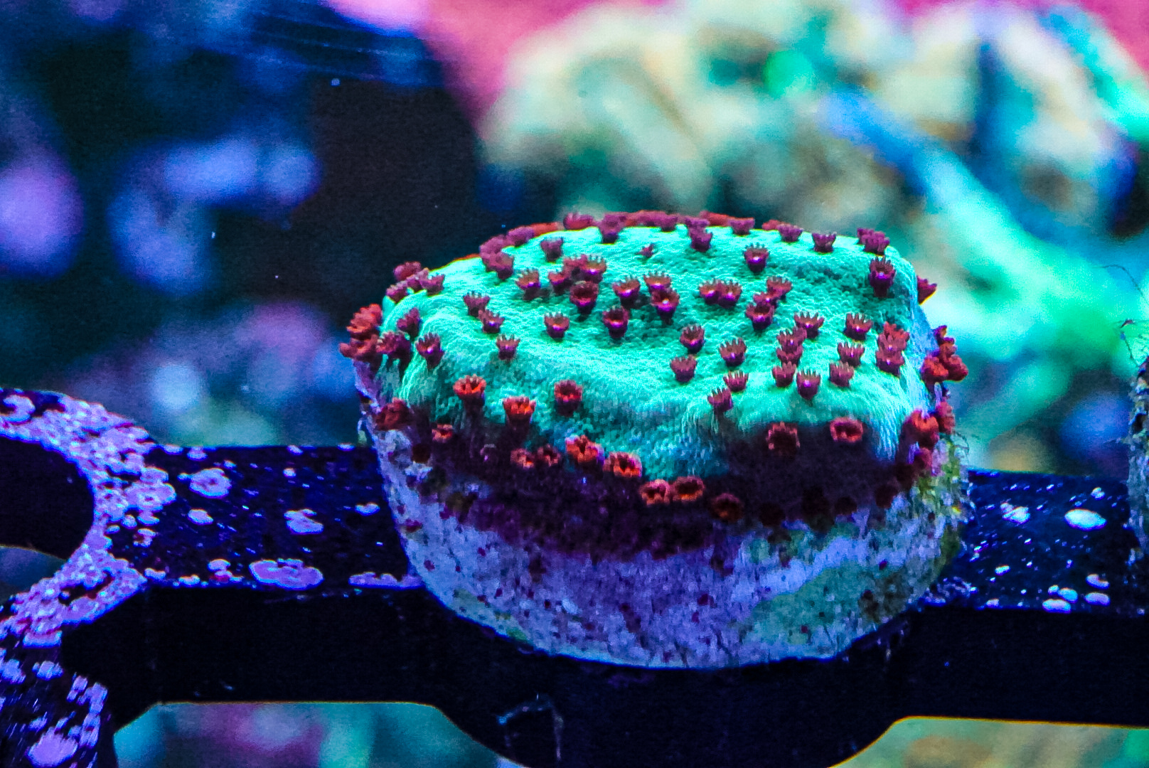 Chilli pepper coral marine frag