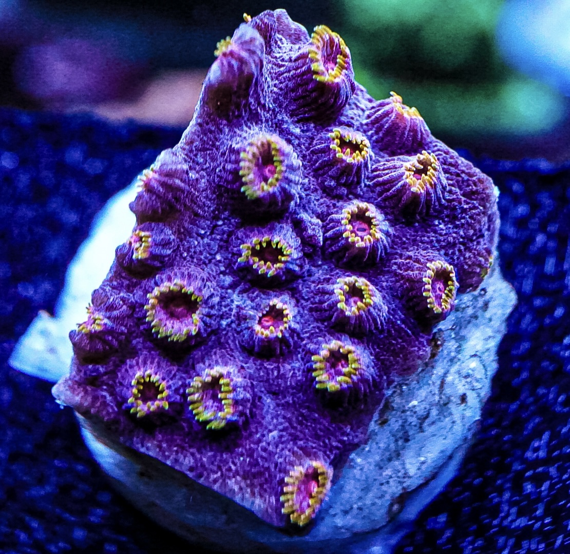 Bizzaro cyphastrea marine coral frags