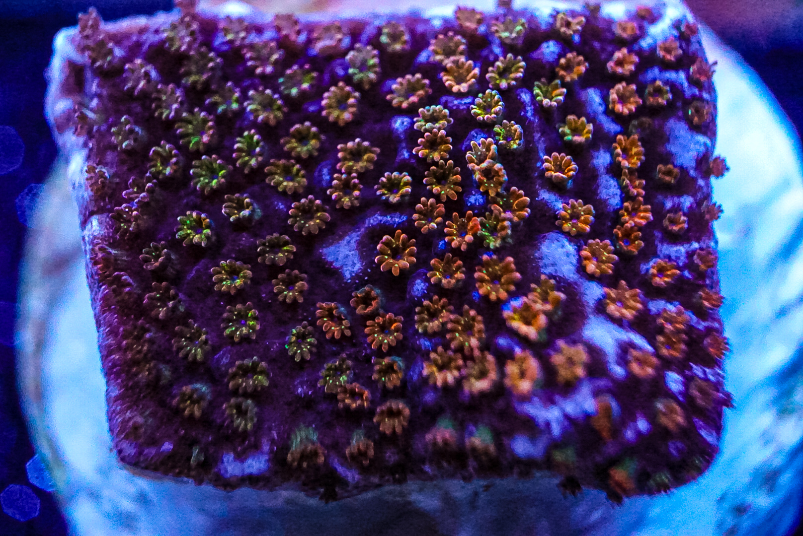 Rainbow monti Coral marine frag