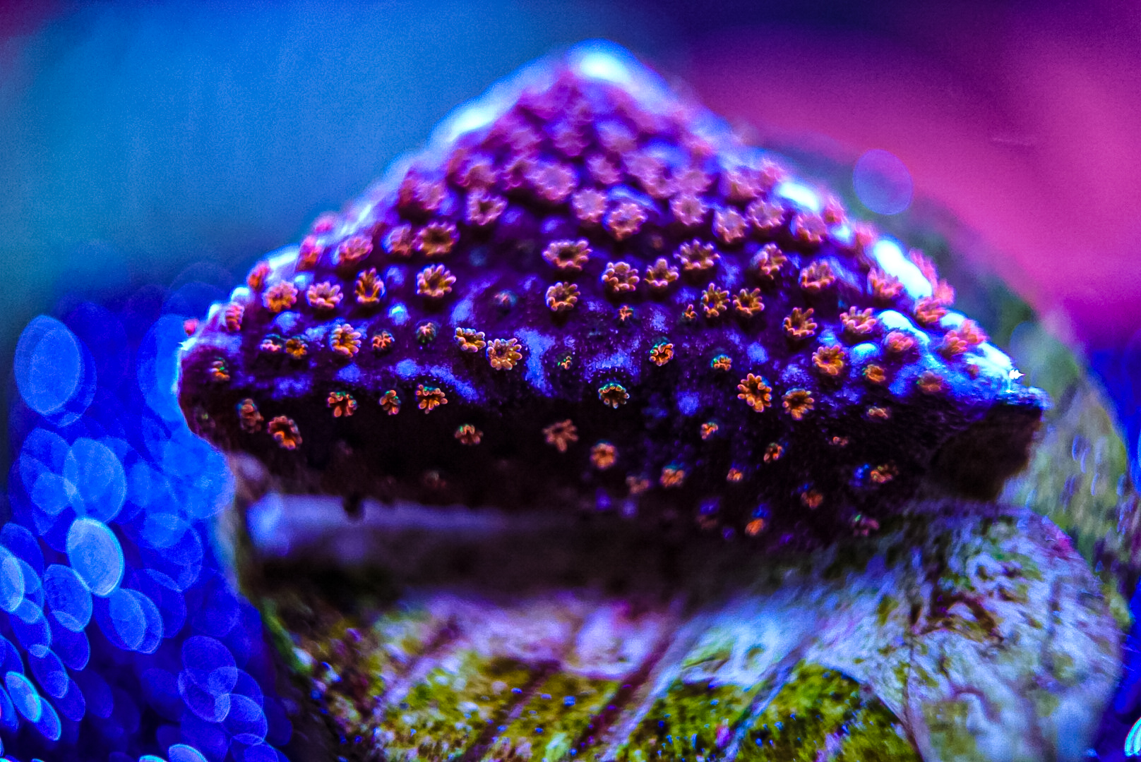 Rainbow monti Coral marine frag