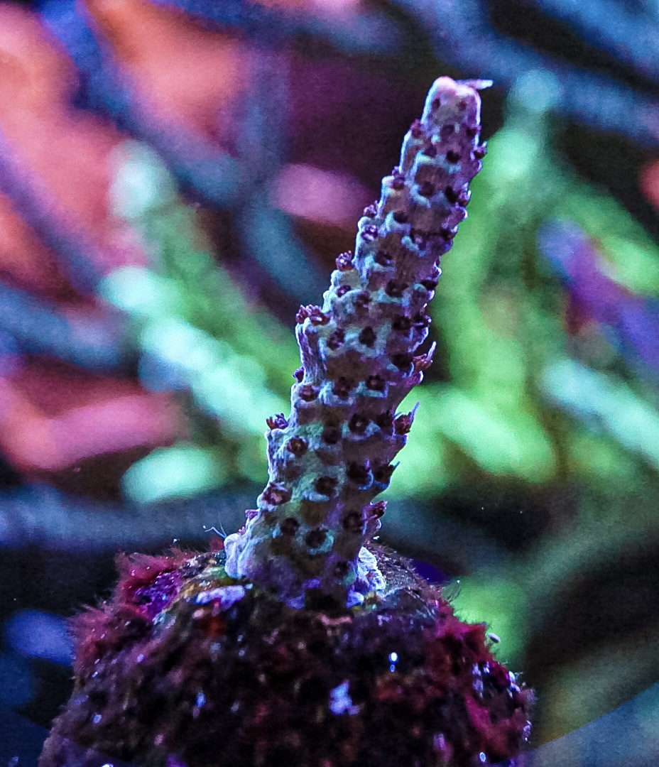 Acro purple polyps coral marine frag