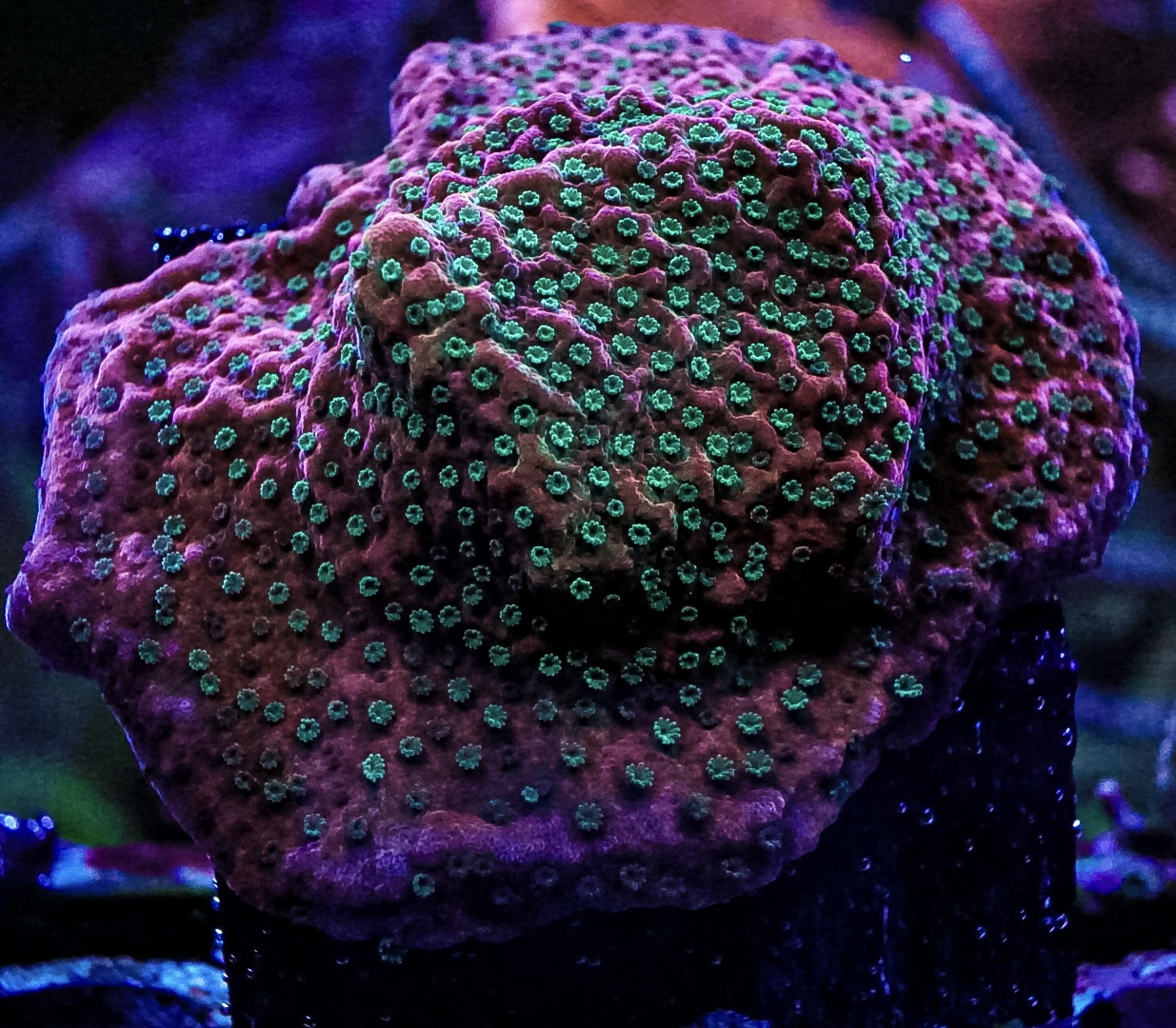 Tropic Thunder marine coral frag
