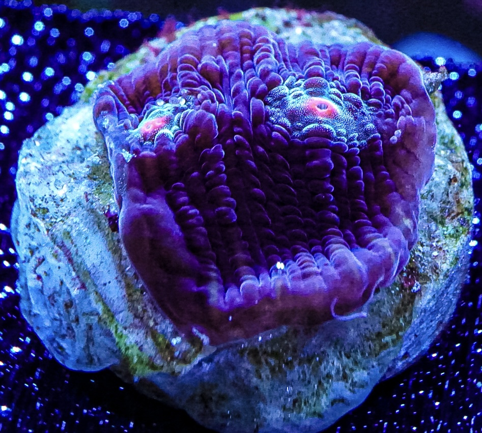 Terminator chalice very rare marine coral frag