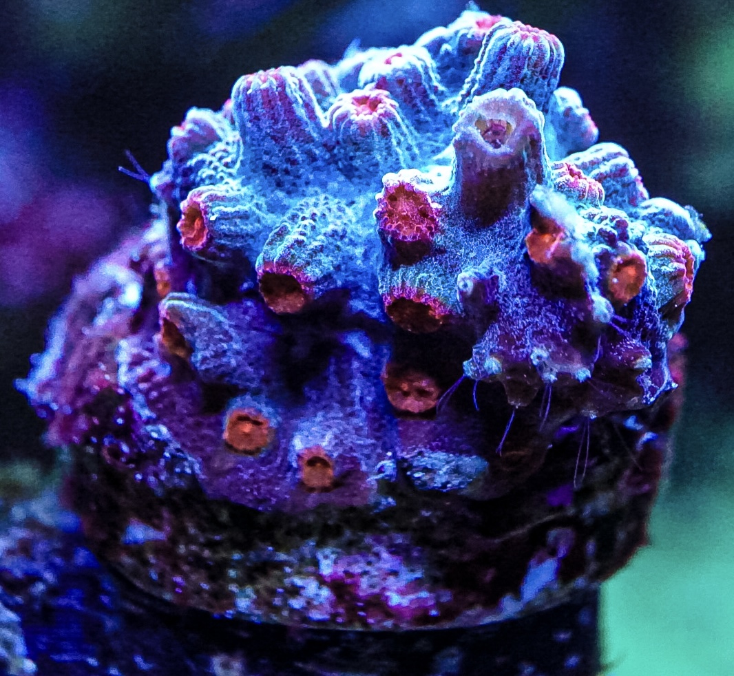 Branching rare Decadia marine coral frag