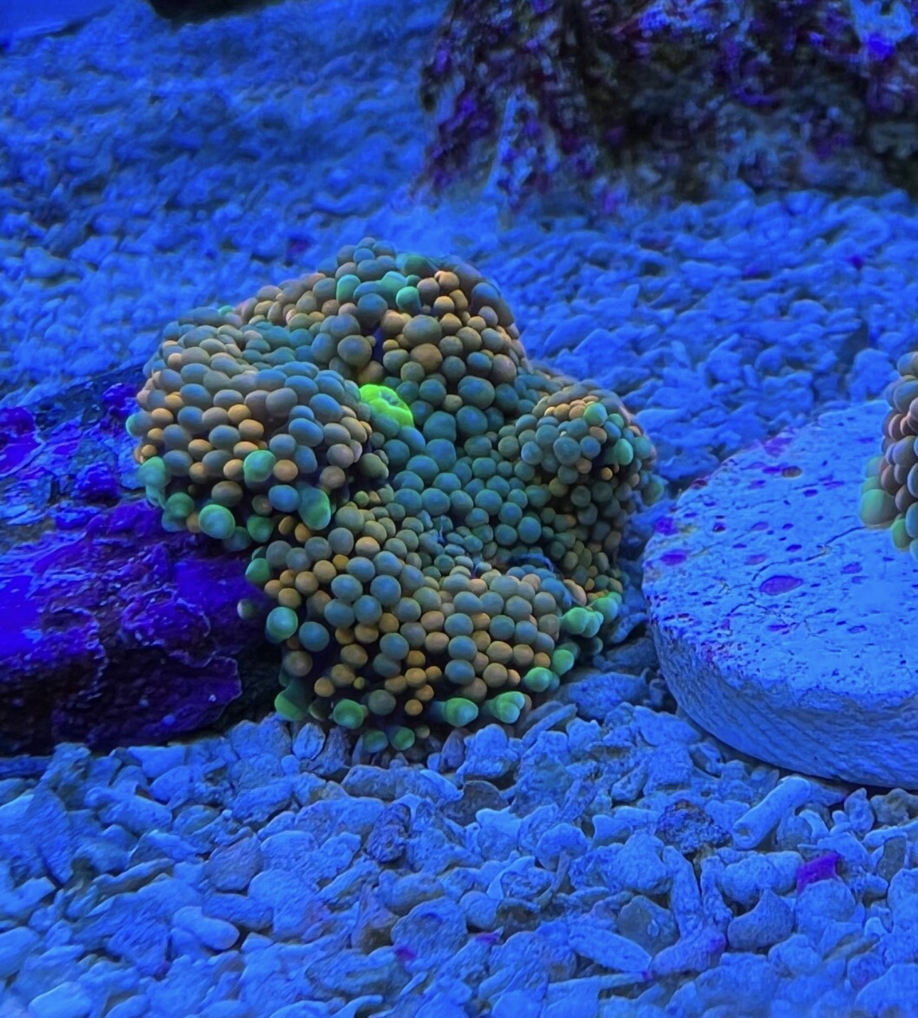 Florida Ricordea mushrooms coral marine frag