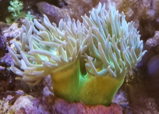 £15 of a minimum 3 heads - Australian Green stem duncan coral