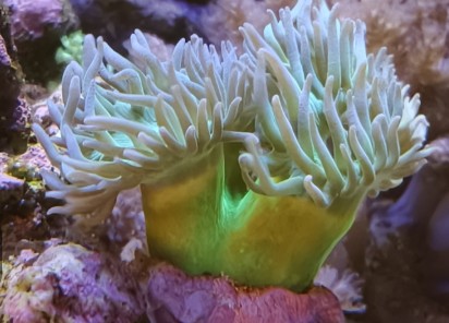 £15 of a minimum 3 heads - Australian Green stem duncan coral