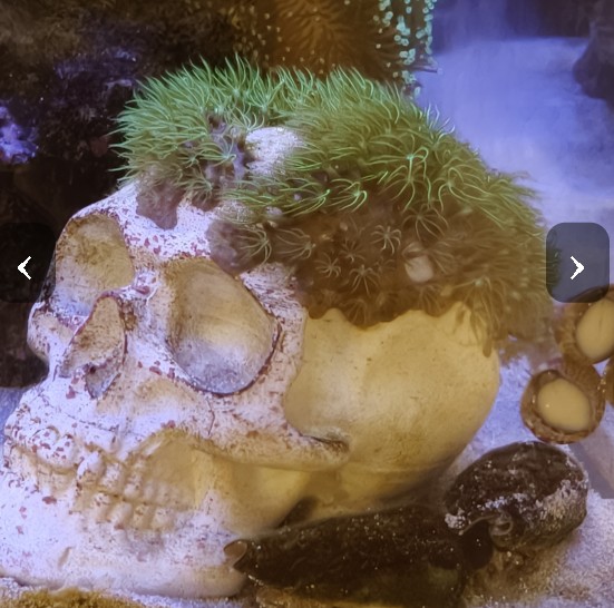 £25 Green star polyp on 3D printed skull