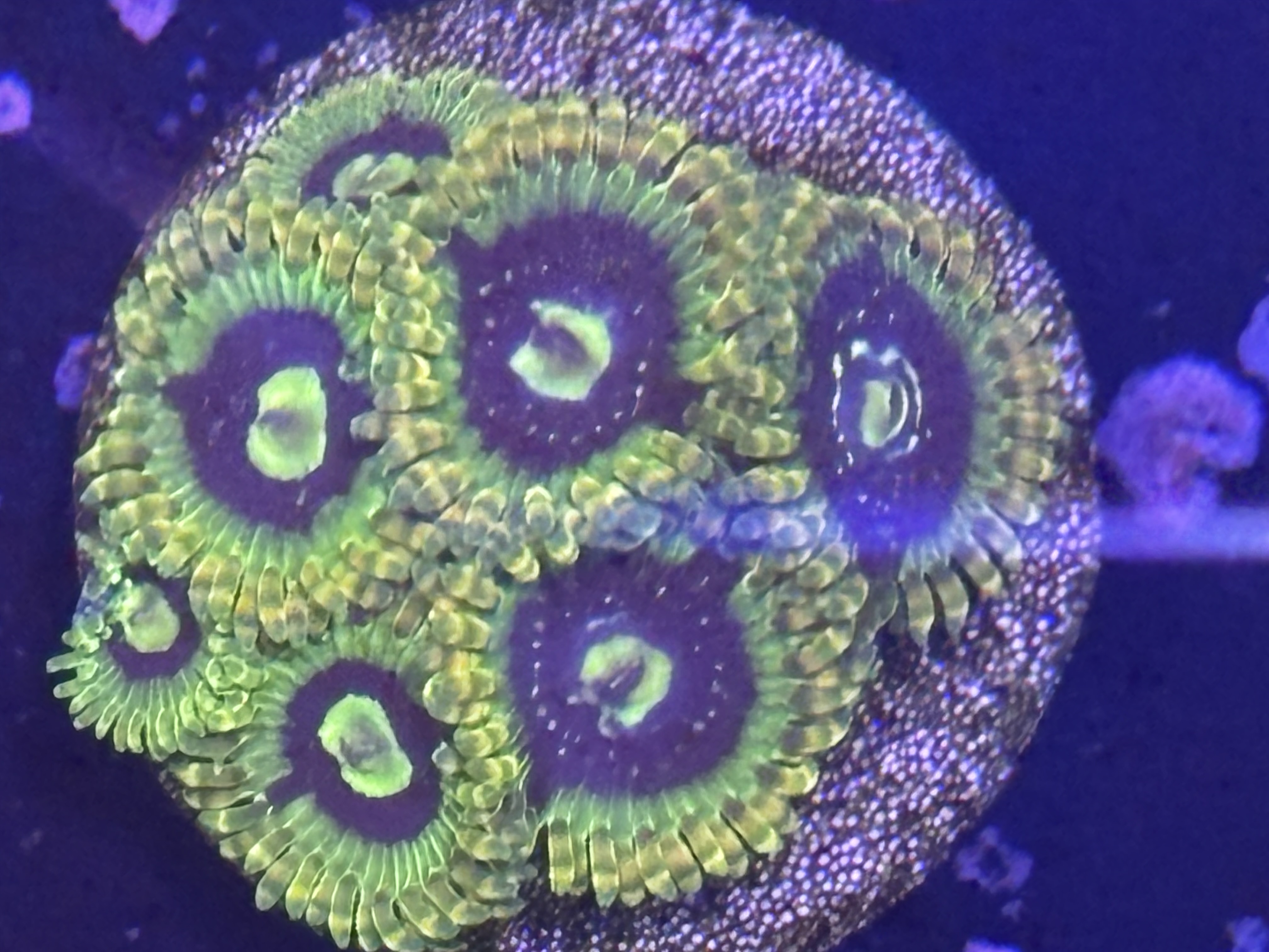 Zoas frags easy ones to keep