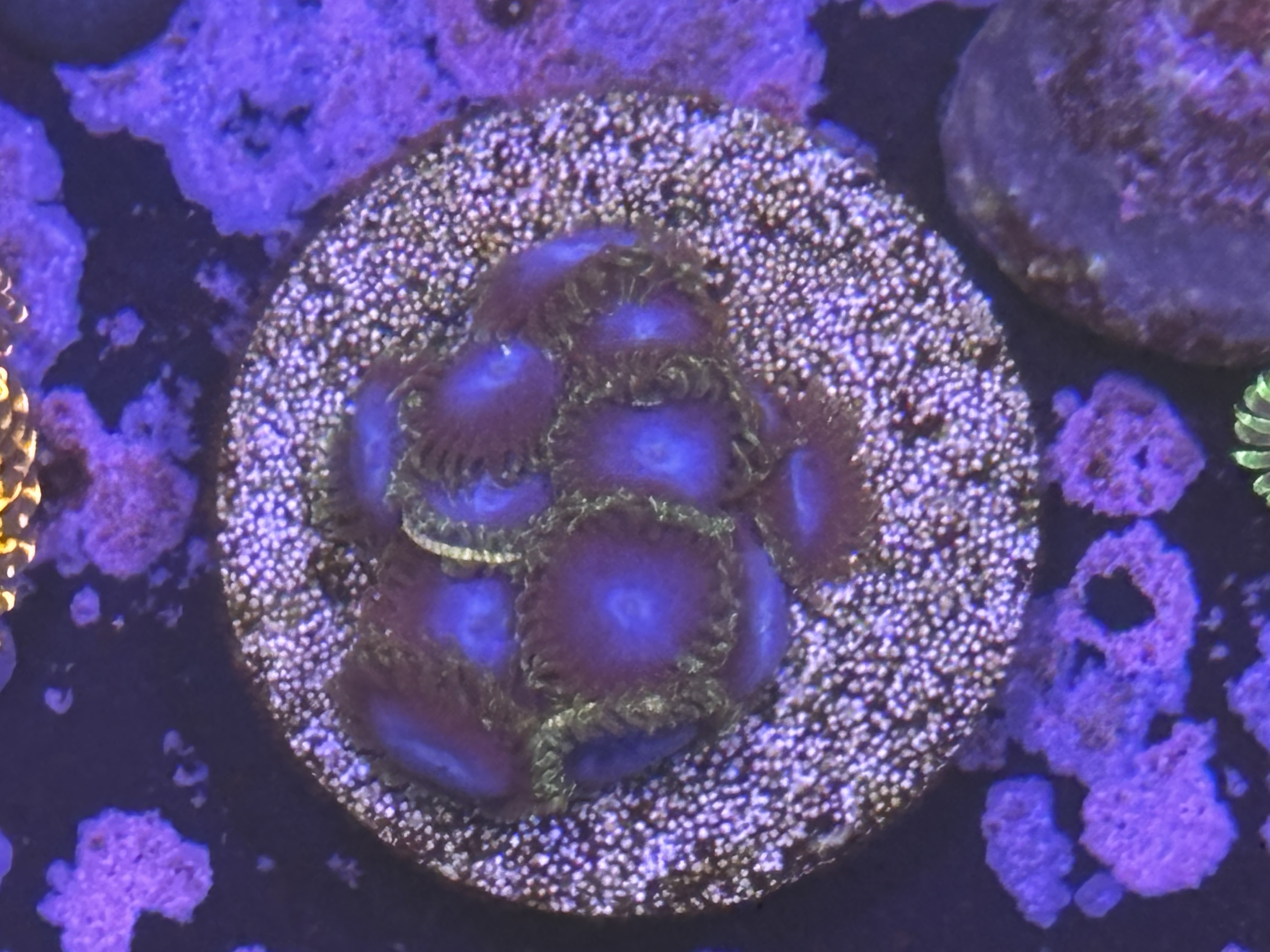 Zoas frags easy ones to keep