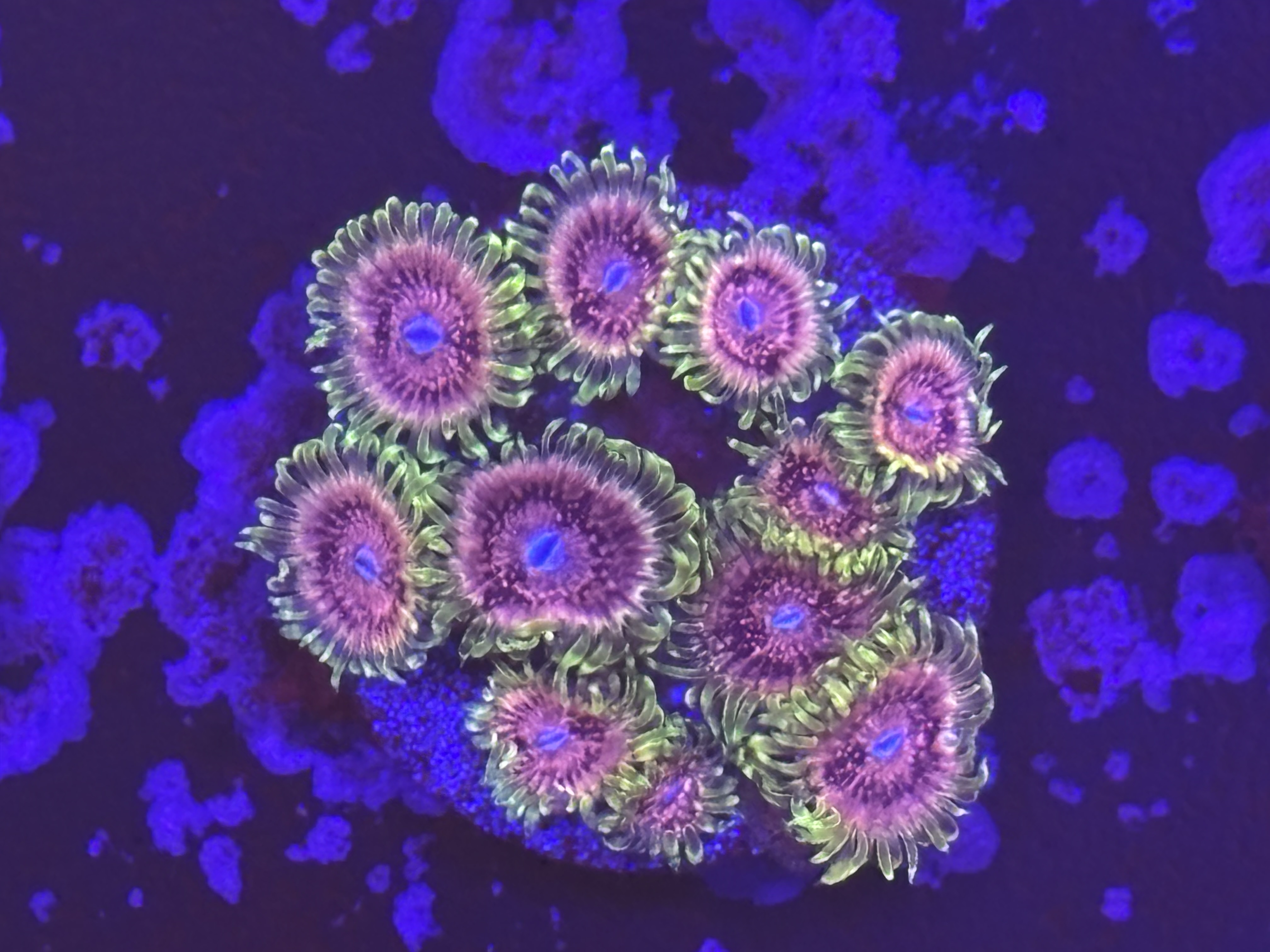 Zoas frags easy ones to keep