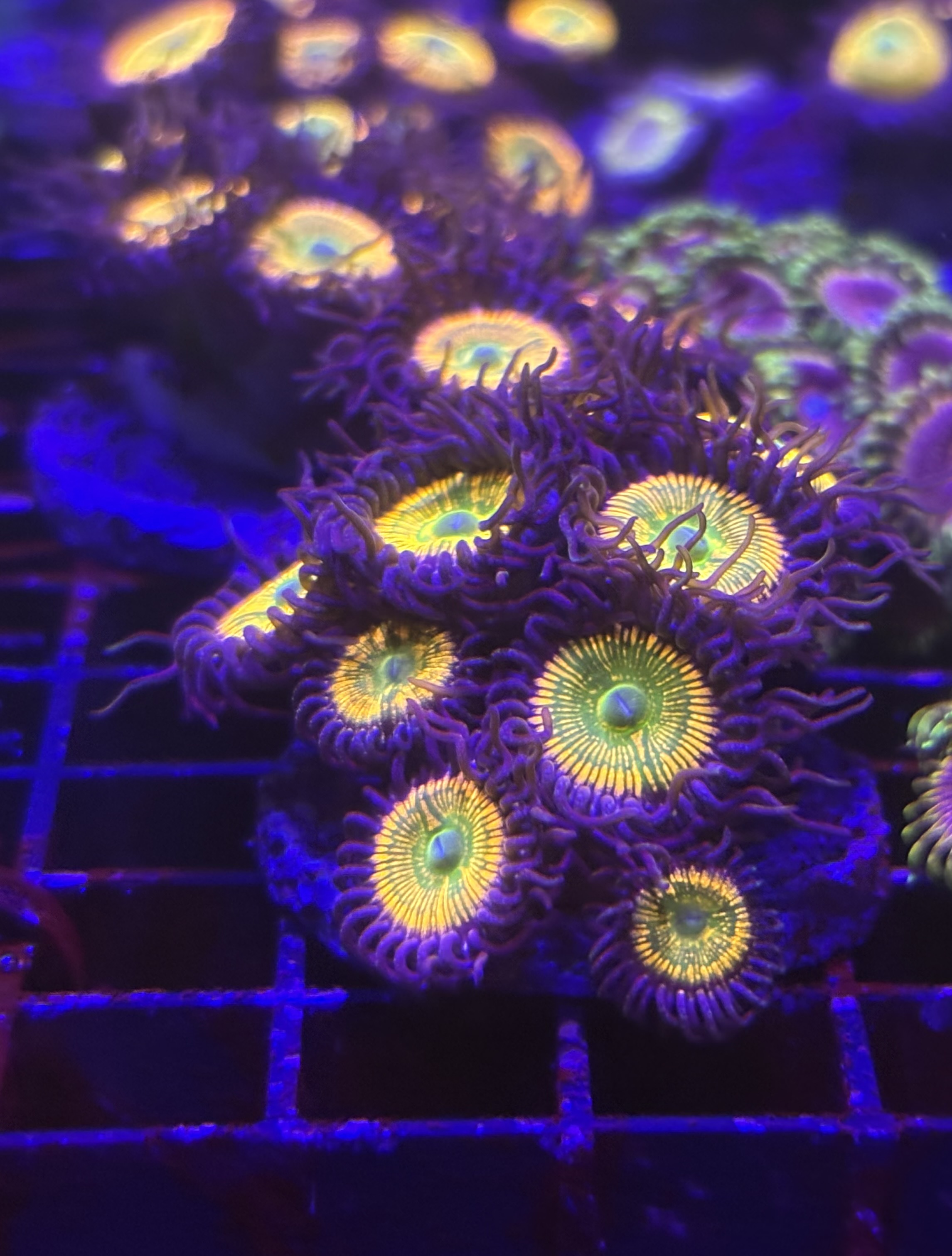 Zoas frags easy ones to keep