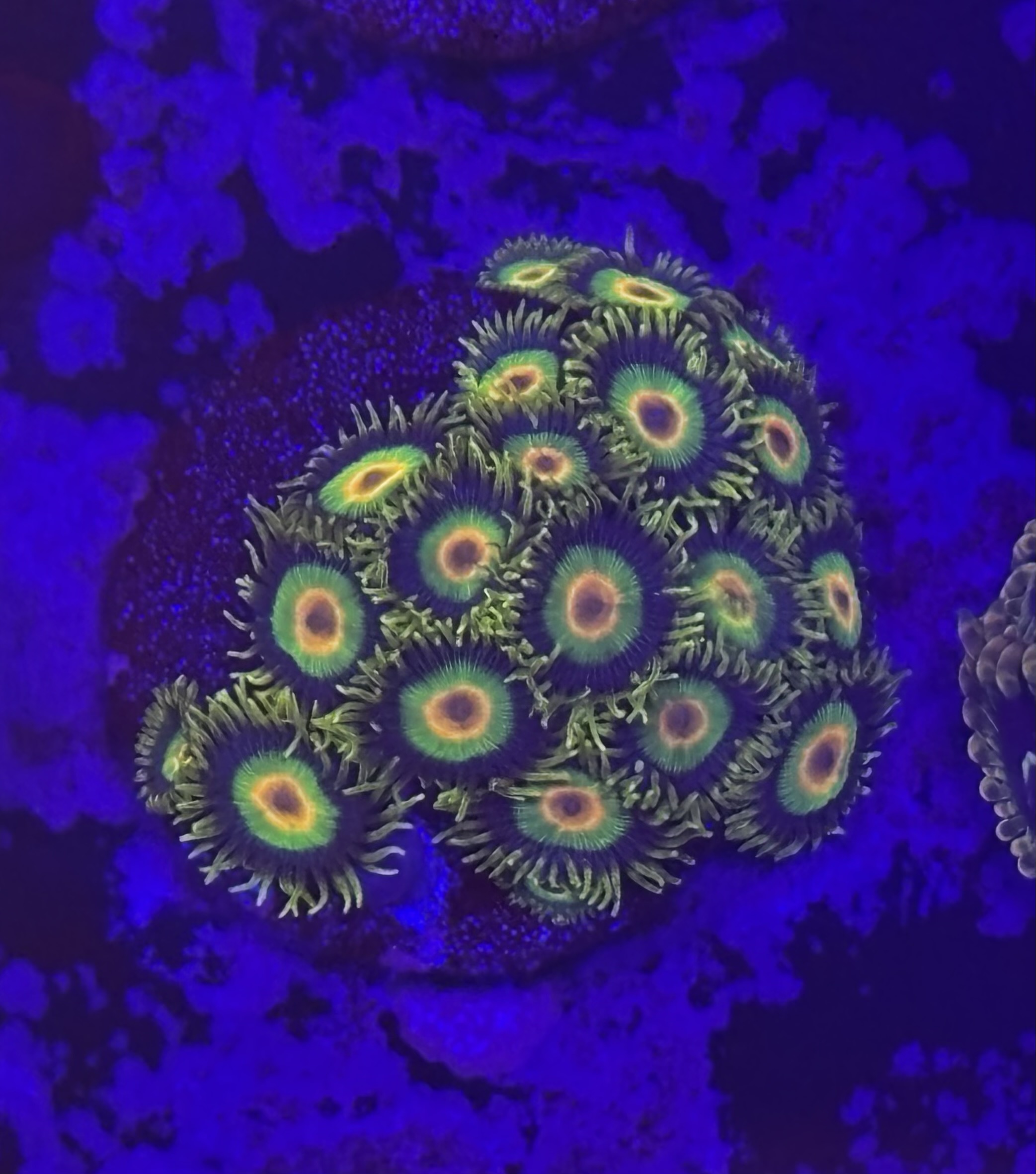 Zoas frags easy ones to keep
