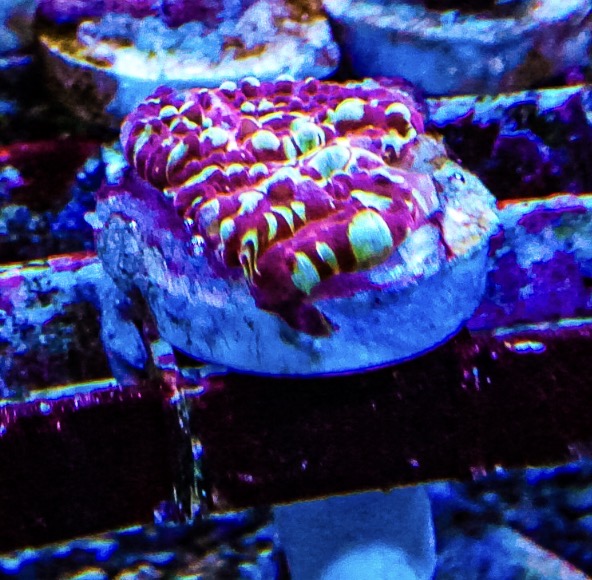 Gold Meister Chalice coral marine frag