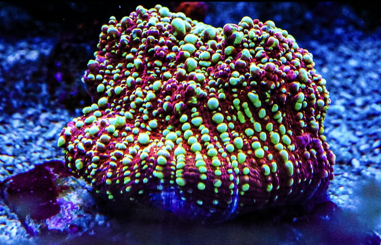 Gold Meister Chalice coral marine frag