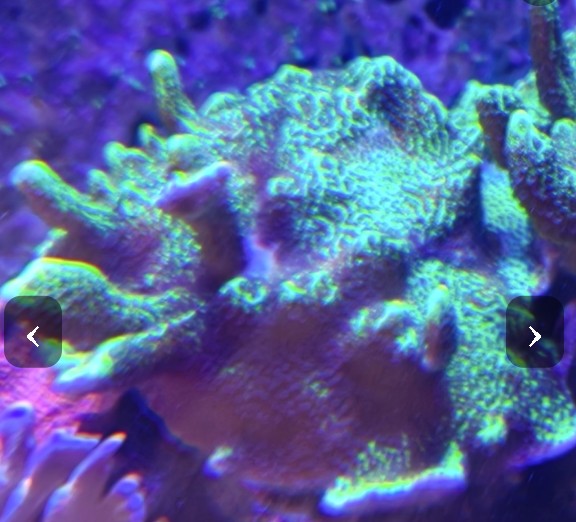 £30 Montipora confusa