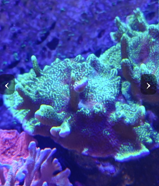 £30 Montipora confusa