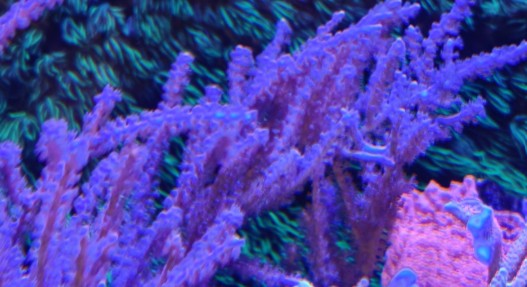 £10 Pink gorgonian photosynthetic Coral